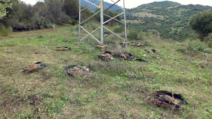 Foto de los cadáveres de los buitres leonados en Casares