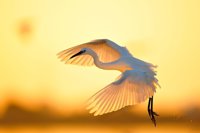 España se compromete ante la UNESCO a no dragar el Guadalquivir para favorecer a Doñana