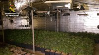 Detenido acusado de cultivar 850 plantas de marihuana en una nave en Bollullos (Sevilla)