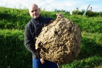 Retiran un nido de avispa velutina de casi 20 kilos en Coirós (A Coruña)