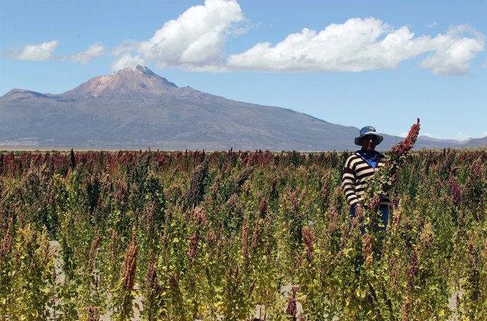 Un agricultor en una plantación de quinoa en Salinas, Bolivia.