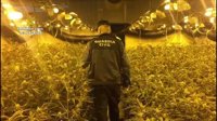 Detenido un grupo de ciudadanos chinos especializados en el cultivo de marihuana