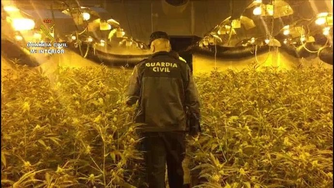 Detenido grupo de chinos especializados en cultivo de marihuana
