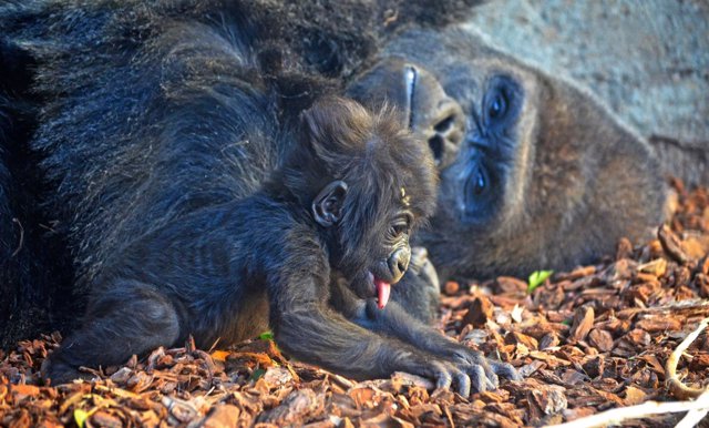 La bebé gorila VIRUNGA junto a su padre MAMBIE en BIOPARC Valencia 