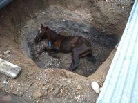 Rescatado un caballo metido en una zanja en Rioja (Almería) cubierta con chapas