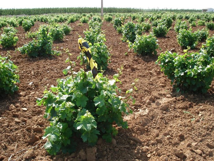 El Gobierno de Aragón trabaja en la valorización de variedades de vid.