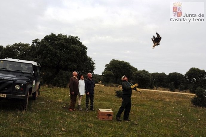 Suelta de un águila en Salamanca