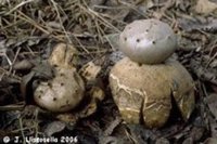 Hallan una seta de una especie protegida y escasa en un bosque de Argentona