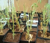 Sucesos.- La Policía Local de Espartinas se incauta de 69 plantas de marihuana en una vivienda deshabitada