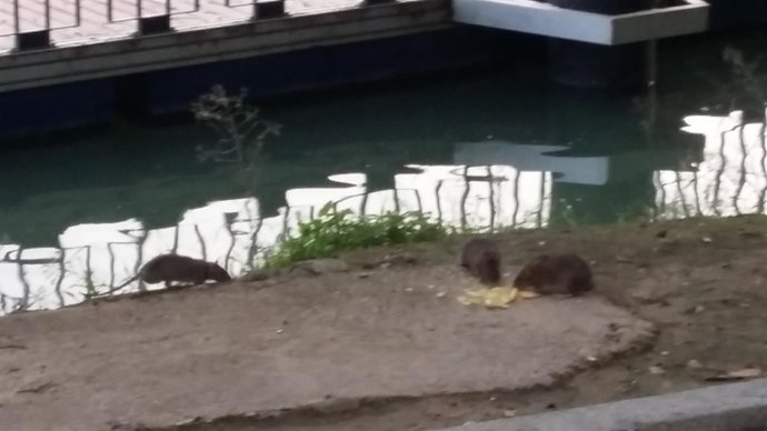 [Nota De Prensa] Participa Critica Los Problemas De Accesibilidad Y La Plaga De 