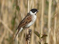Aumenta la población de escribano palustre, un ave amenazada de s'Albufera  