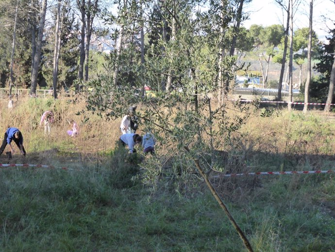 Escolares de Sabadell participando en la jornada de replantación del bosque