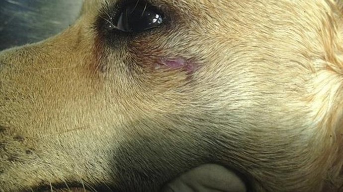 El perro que murió tras una agresión, Tuba