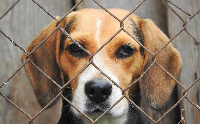 Perro, animal, jaula, mamífero, amigo, perrera