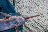 Oceana y Greenpeace piden a la UE que establezca cuotas pesqueras sostenibles