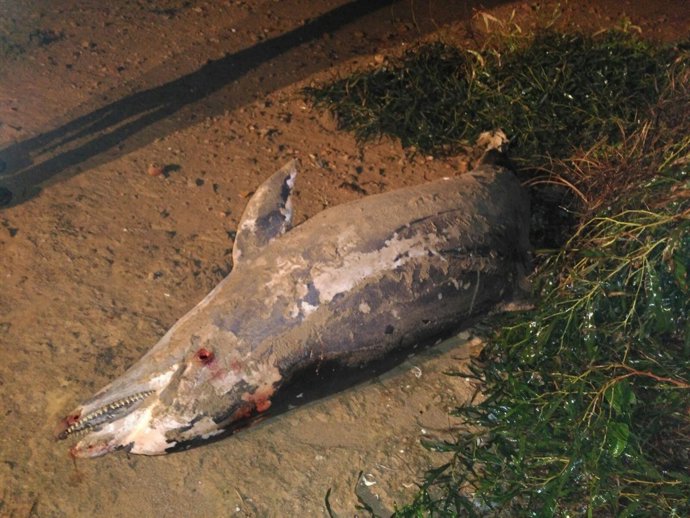 Delfón Mular varado este viernes