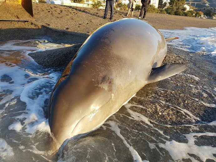 Delfín varado en Almuñécar (Granada)