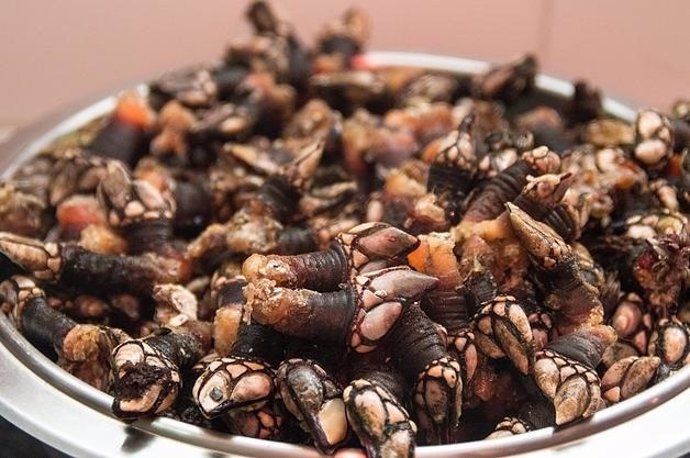 Percebes gallegos