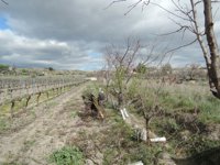 El Gobierno de Navarra abona 28,8 millones de euros de ayudas de la PAC