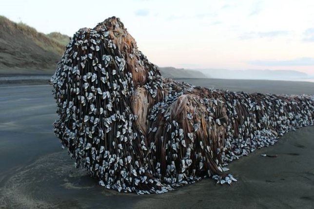 El monstruo de Miwauri, Nueva Zelanda, estructura de madera con percebes