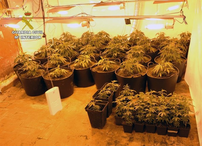 La Guardia Civil Desmantela Tres Activos Puntos De Cultivo Y Distribución De Mar