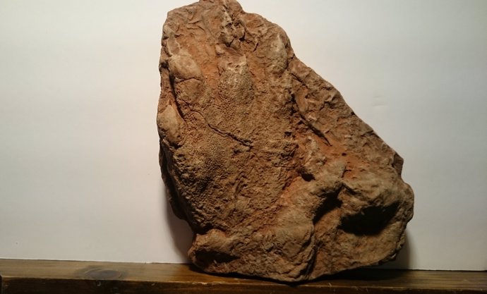 Huella fosilizada encontrada en Olesa de Montserrat