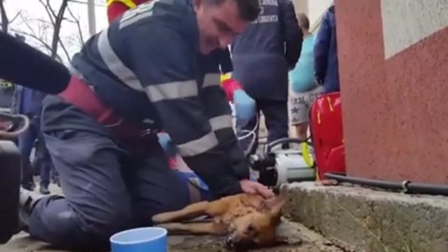 Bombero salva la vida a un perro