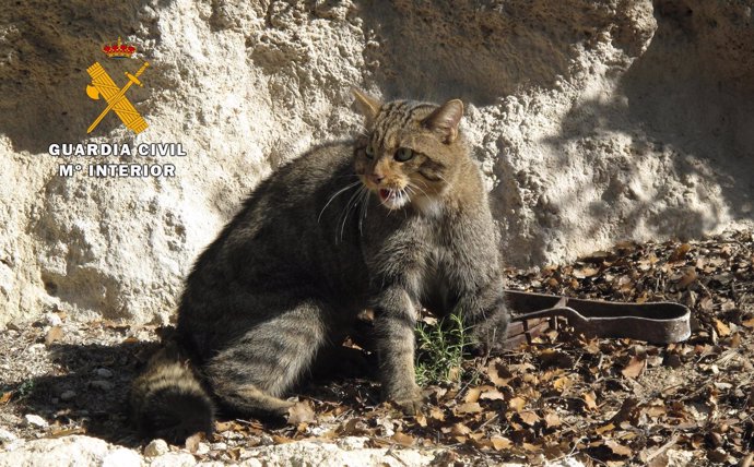 Gato montés