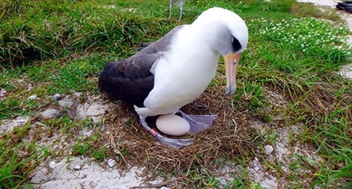 La albatros Wisdom pone un huevo en Hawai a los 66 años