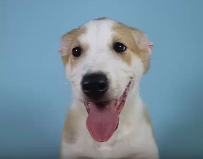 Anthony, el primer perro clonado de Argentina