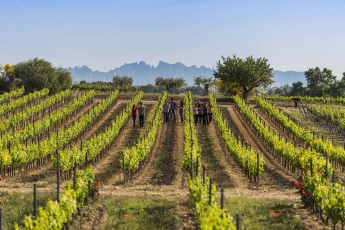 Viñedos de bodegas Torres