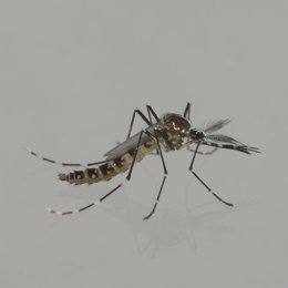 Fotografía insecto Aedes                       