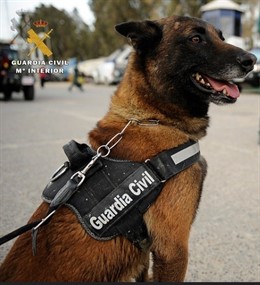 Perro de la Guardia Civil