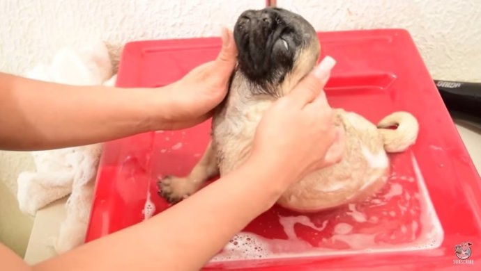 Este cachorro de pug disfruta de un buen baño-masage