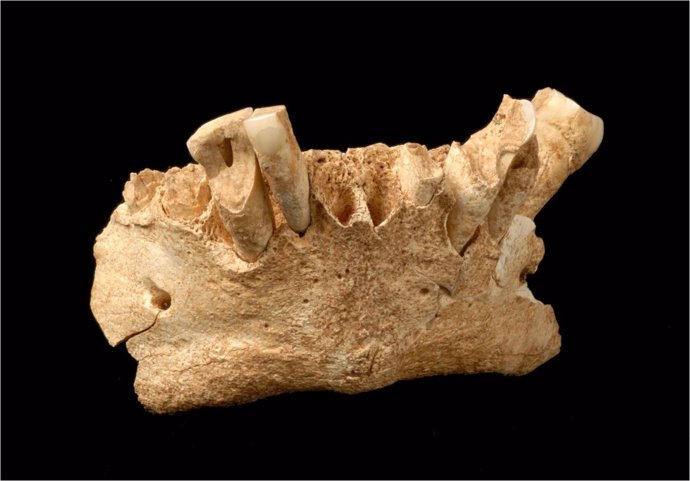 Los microfósiles identificados en la mandíbula de Atapuerca