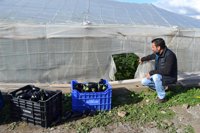 Piden más seguridad tras el robo de 4.000 kilos de berenjena en La Mojonera