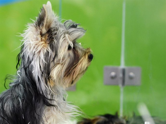 Animal, animales, perro, perros, cachorro, cachorros, perra, perras