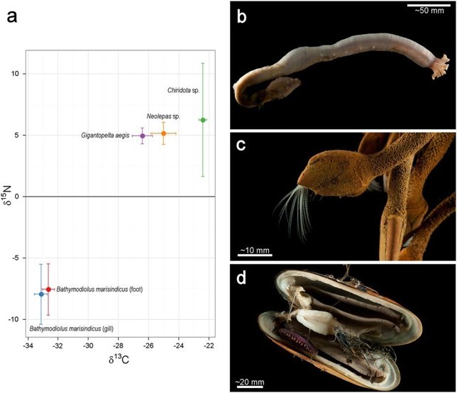 Nuevas especies encontradas en Longqi
