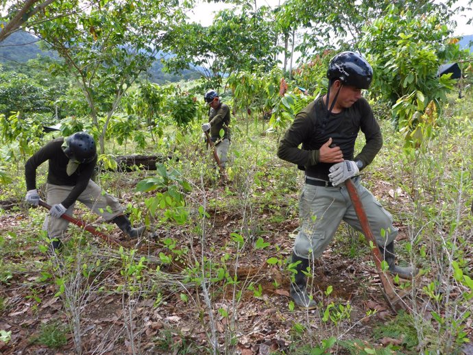 Erradicación de cultivos de coca en Perú