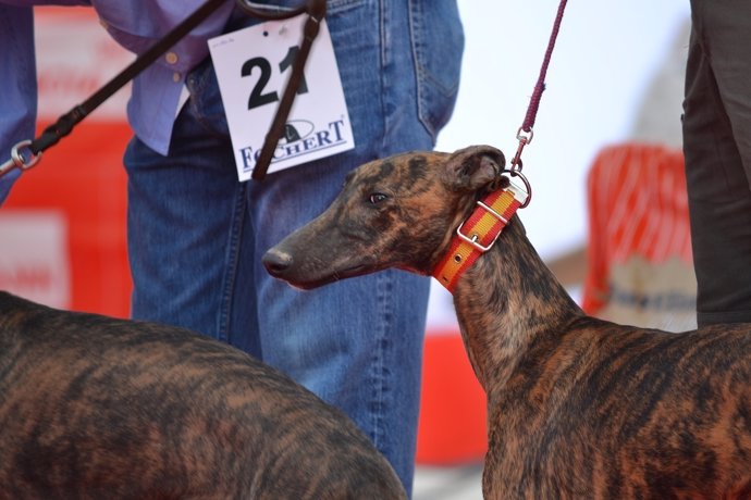 Ejemplar de galgo en la feria Intercaza