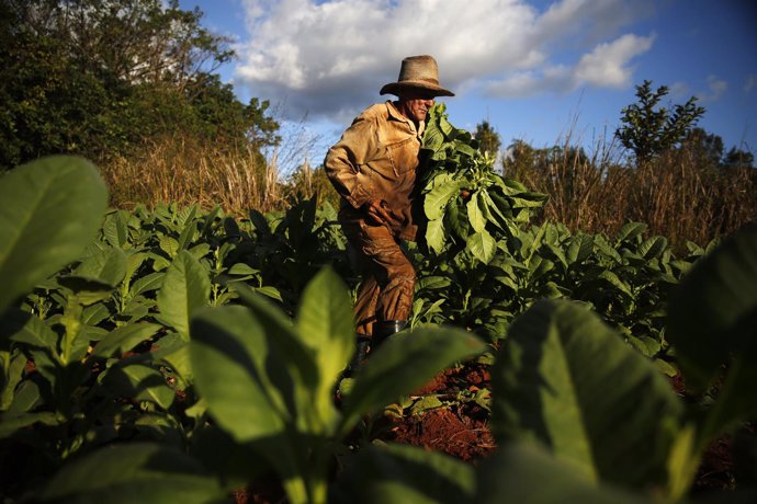 Agricultor cubano en Viñales