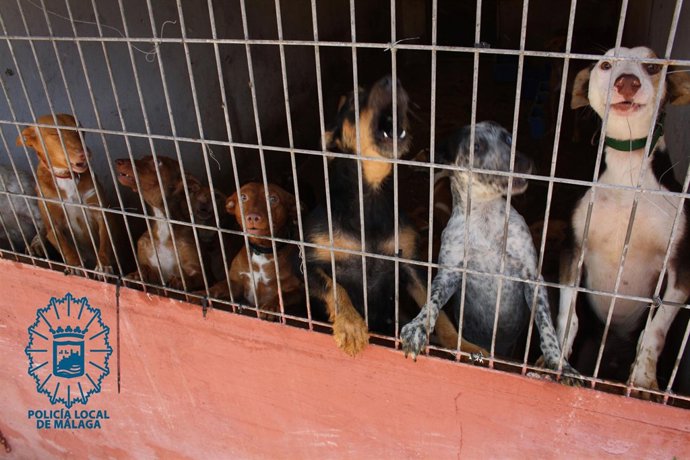 Perros, hacinados, Málaga, irregularidad
