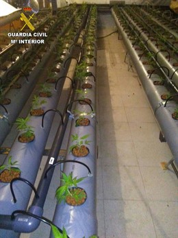 Plantación de marihuana en Rois