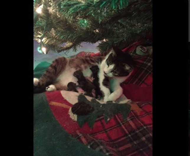 Una gata da a luz bajo el árbol de Navidad