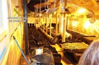 Detenidas tres personas e intervenidos 40 kg de marihuana en Altea