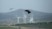 Podemos pide un plan de acción para prevenir la muerte de aves en tendidos eléctricos
