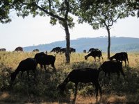 IU pregunta en el Congreso por medidas para armonizar los intereses del sector caprino