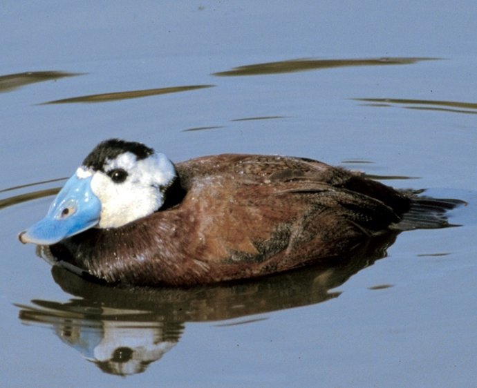 Malvasía cabeciblanca