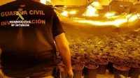 Veintiún detenidos de una red con plantaciones de marihuana en urbanizaciones de lujo