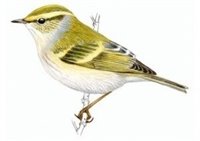 El Parque de Valdebebas, lugar de descanso en su migración de un ave siberiana